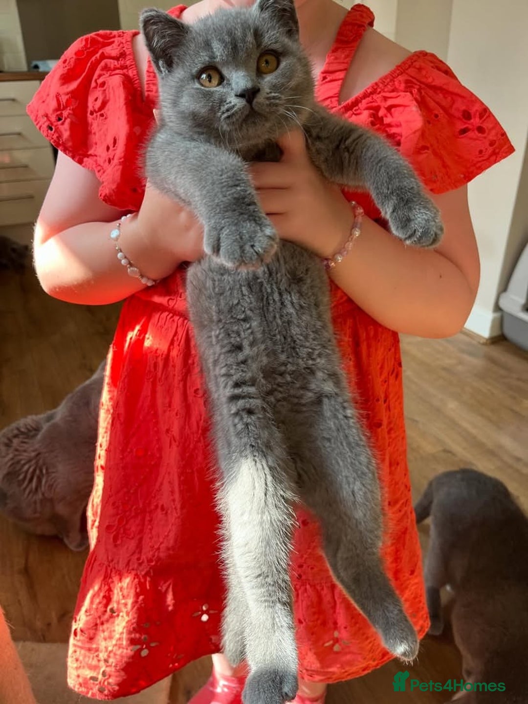British Shorthair cats for sale: GCCF Due! British Shorthair Kittens in Salford - Image 3