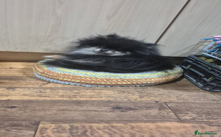 Pomeranian dogs in Boston - Advert 1