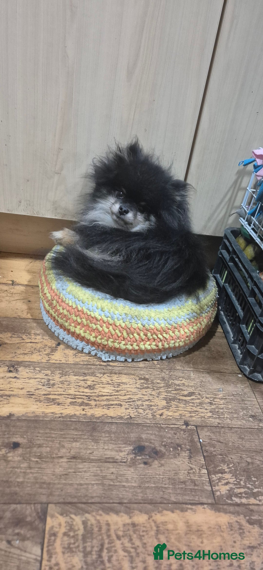 Pomeranian dogs for stud: Very, very sexsy mini Pomeranian 🧸 boys for stud in Boston - Advert 3