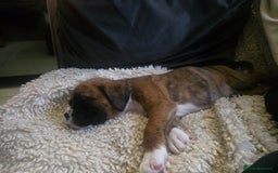 Boxer dogs for sale: KC PEDIGREE BOXER PUPPIES  - Image 36
