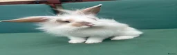 Mini Lop rabbits for sale: Minilop baby bunnies - Advert 9