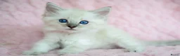Ragdoll cats for sale: Stunning Ragdolls Reserve Now. - Advert 3