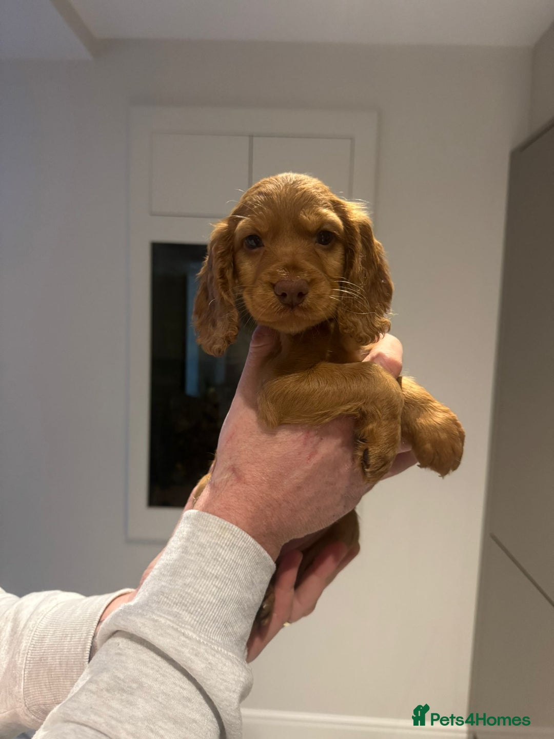 Cocker Spaniel dogs for sale: Working cocker Female Puppy  - Advert 11