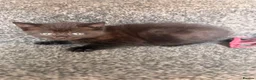 Mixed Breed cats for sale: Kittens  - Advert 3