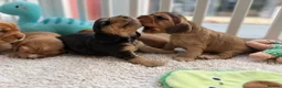Cocker Spaniel dogs for sale: Champion Bloodline KC Show Cocker Spaniel Puppies  - Advert 6