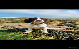 Sprocker dogs for sale: Sprocker Puppies Due - Image 7