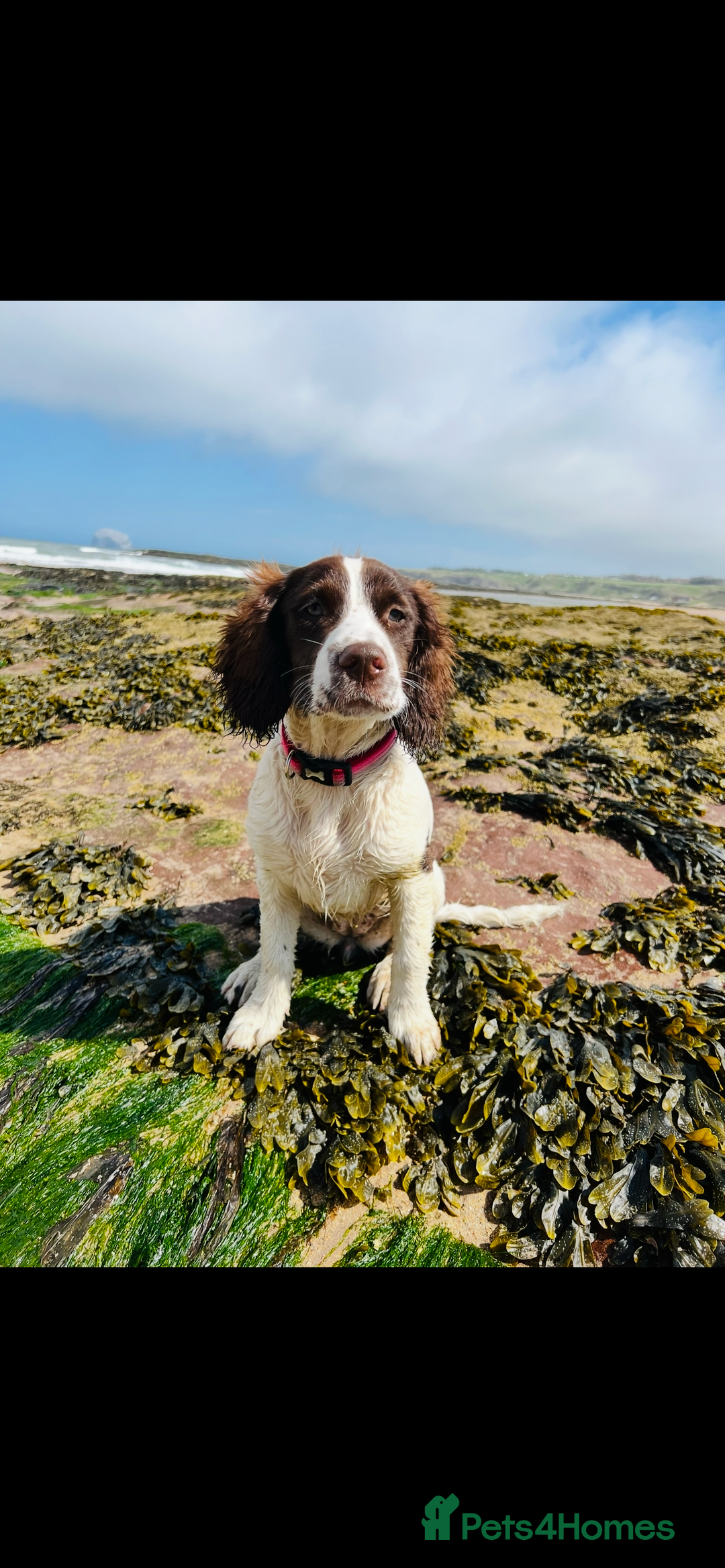 Sprocker dogs for sale: Sprocker Puppies Due - Image 7