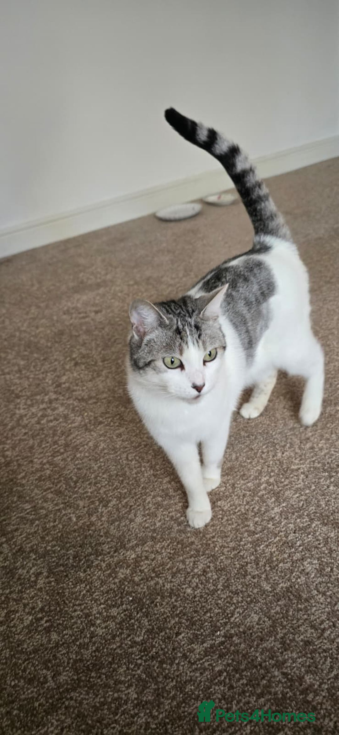 Domestic Shorthair cats for sale: Loving Home Wanted for Suzie and Spot Together - Advert 8