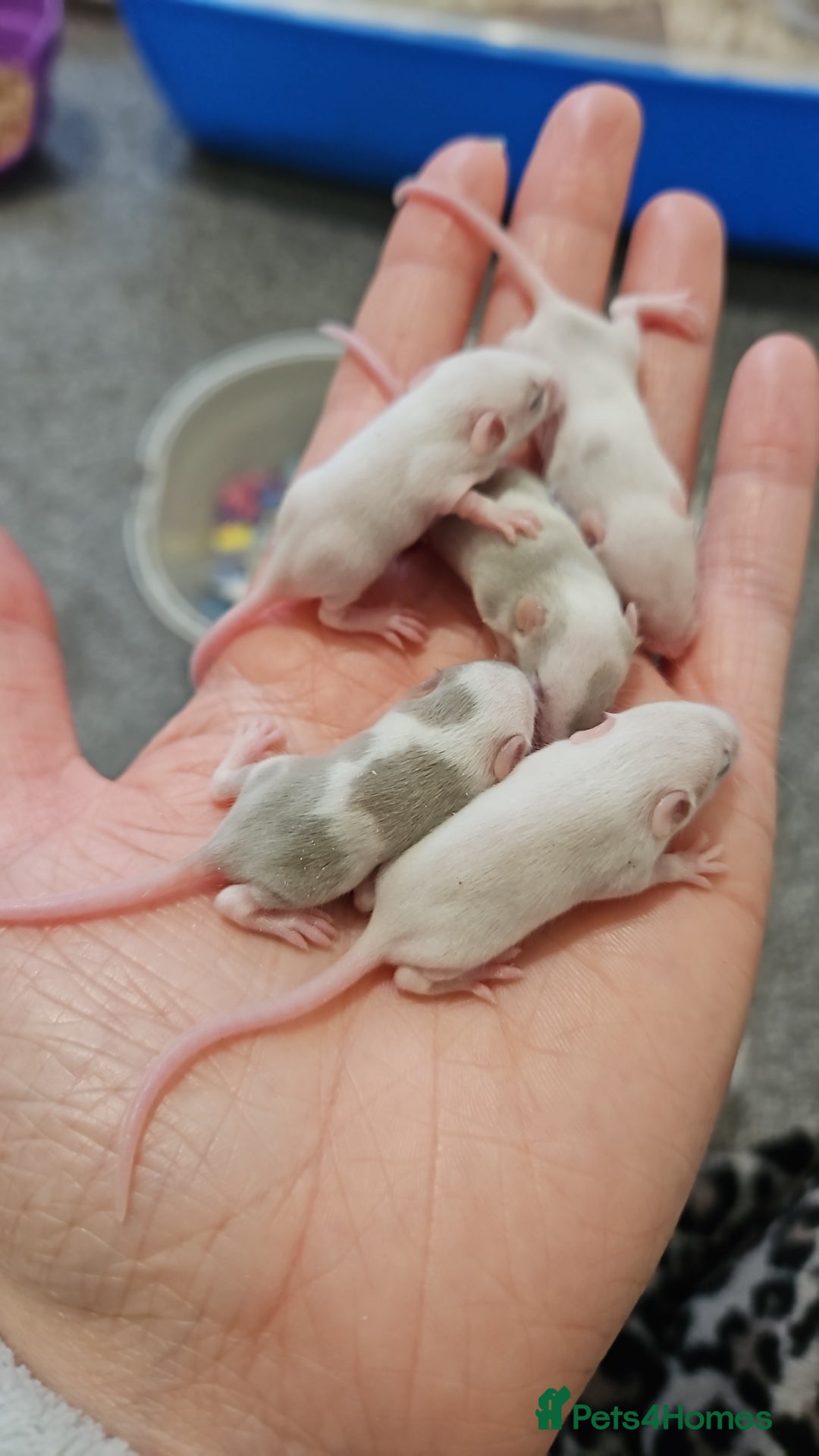 Mouse rodents for sale: Baby fancy mice - Image 1