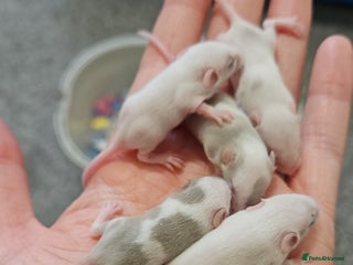 Mouse rodents for sale - Advert 1