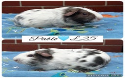 Guinea Pig rodents for sale: Guinea pig boars  - Image 22