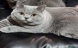 British Shorthair cats for sale: LAST Blue Female BSH Ready To Go Now GCCF Pedigree - Advert 9