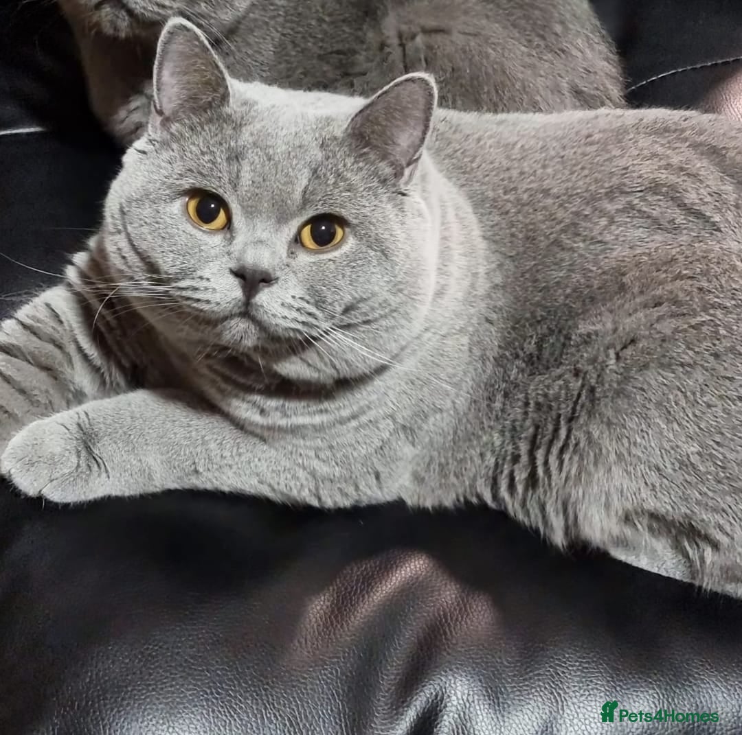 British Shorthair cats for sale: LAST Blue Female BSH Ready To Go Now GCCF Pedigree - Advert 9