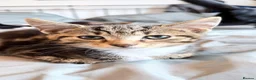 Domestic Shorthair cats for sale: Domestic Shorthair Tabby - Advert 22