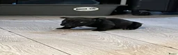 American Bully dogs for sale: Nano bully 2 females  - Advert 3