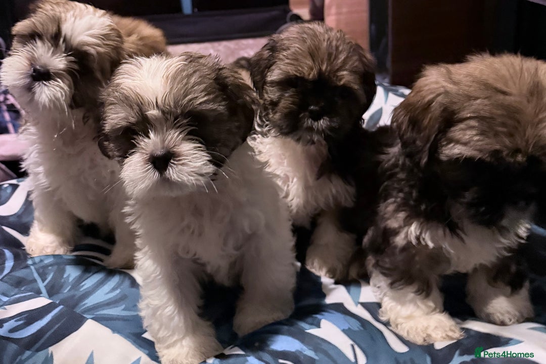 Shih Tzu dogs for sale: Adorable Shih Tzus waiting for their perfect match - Image 9