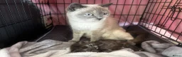 British Shorthair cats for sale: 🍫Rare coat British short hair 🍫 - Advert 3