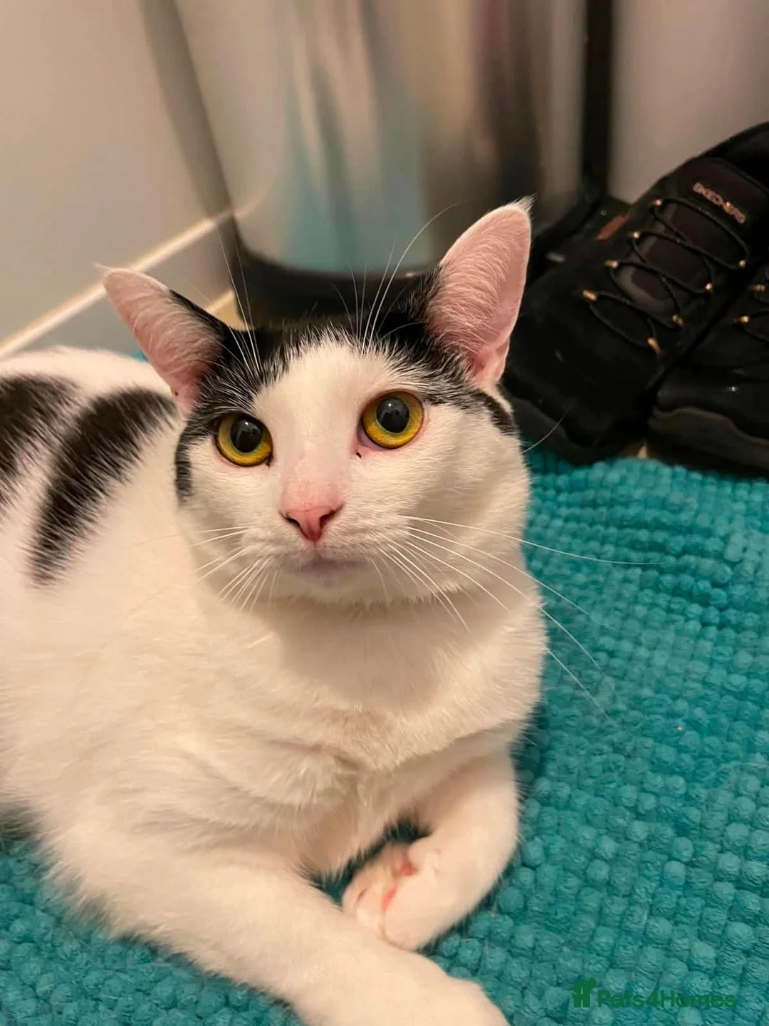 Mixed Breed cats for sale: ** Rescues cats looking for furever home ** - Advert 1
