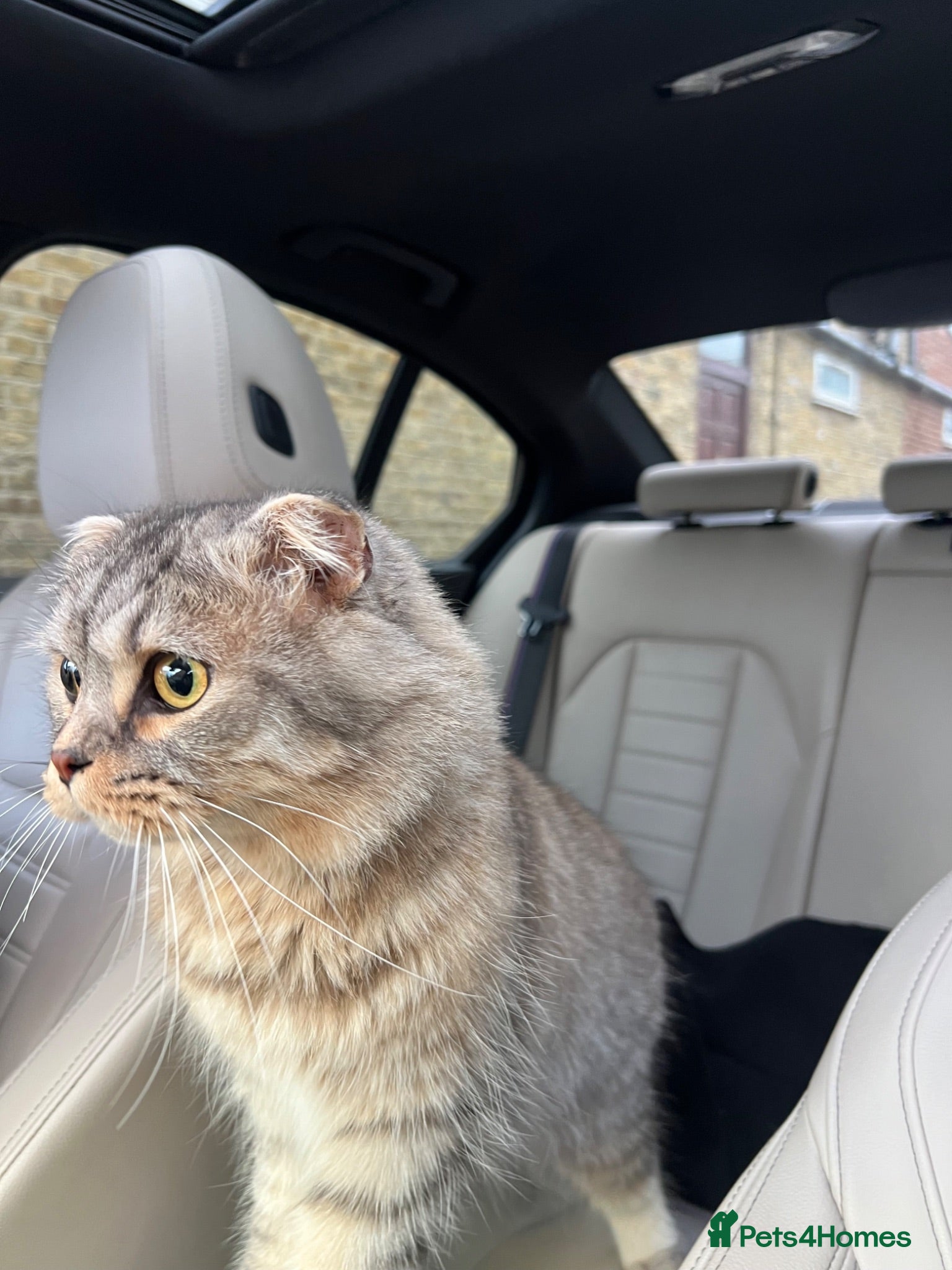 Scottish Fold cats Gorgeous Scottish Fold Boy - Age 2 - Advert 4