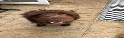 Sproodle dogs for sale: Looking for Rudis forever home  - Advert 12