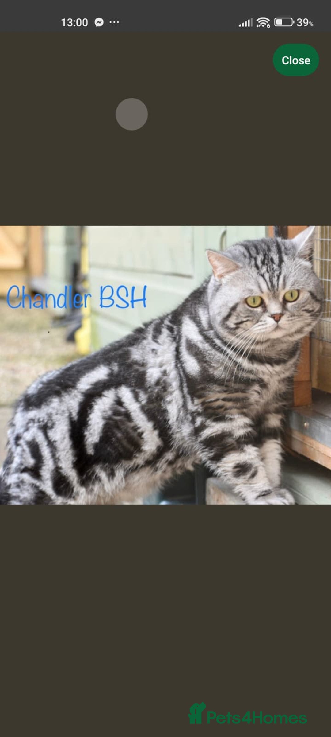 British Shorthair cats for sale: ✨4 Pure BSH Tabby kittens✨ - Advert 15