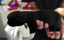 Akita dogs for sale: American Akita puppies 1 male 5 female  - Image 6