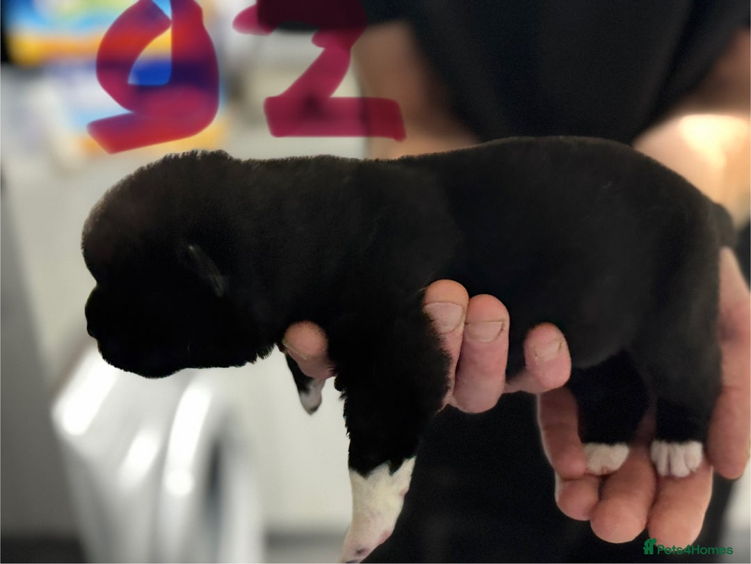 Akita dogs for sale: American Akita puppies 1 male 5 female  - Image 6