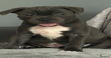 Staffordshire Bull Terrier dogs - Advert 2