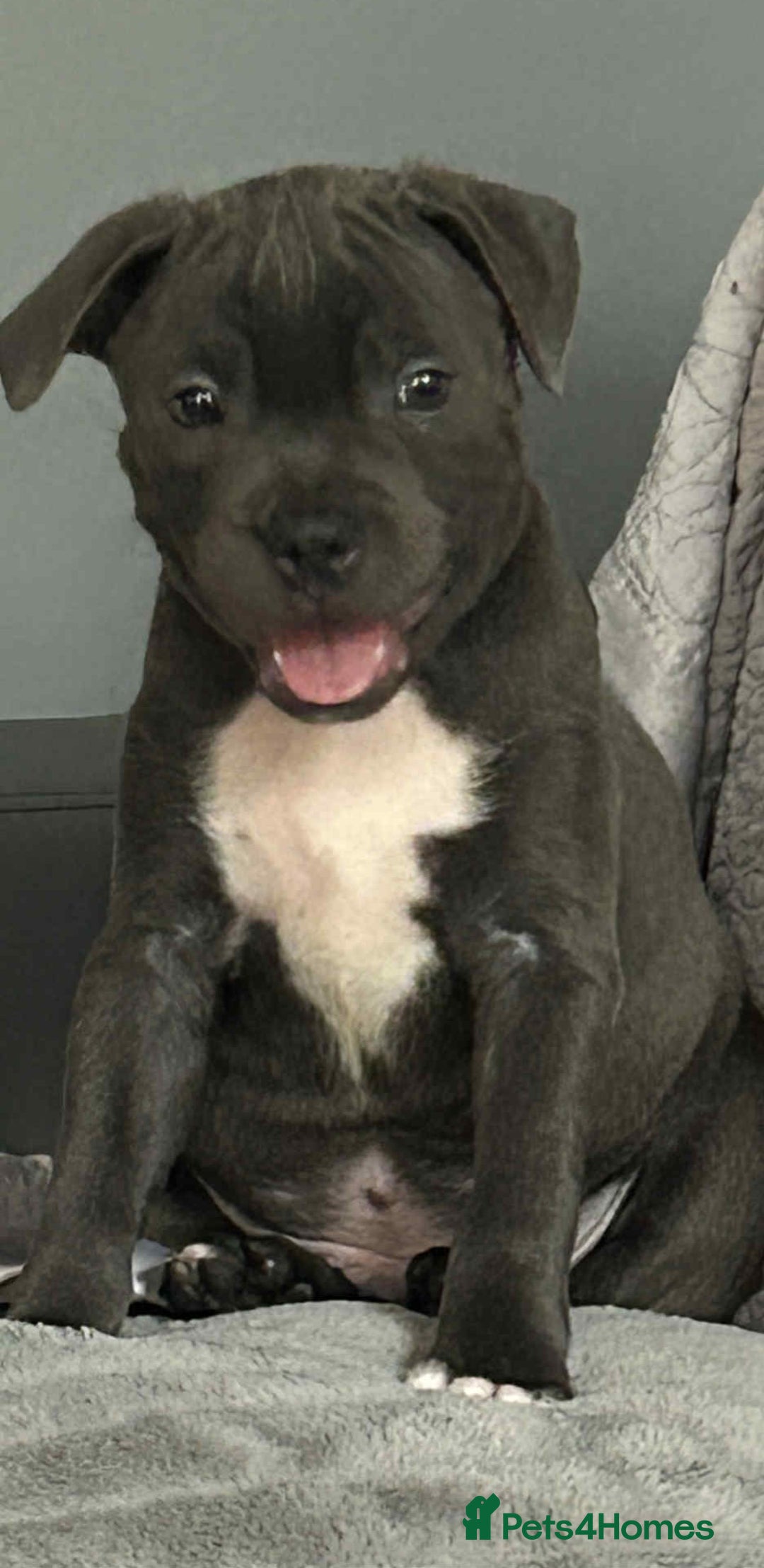 Staffordshire Bull Terrier dogs for sale: Pawfect puppies LAST BOY‼️ - Image 5
