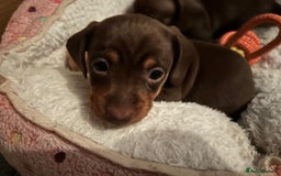 Miniature Dachshund dogs for sale: 1 girl & 3 boys ready Now Mini Dachshunds  - Image 8