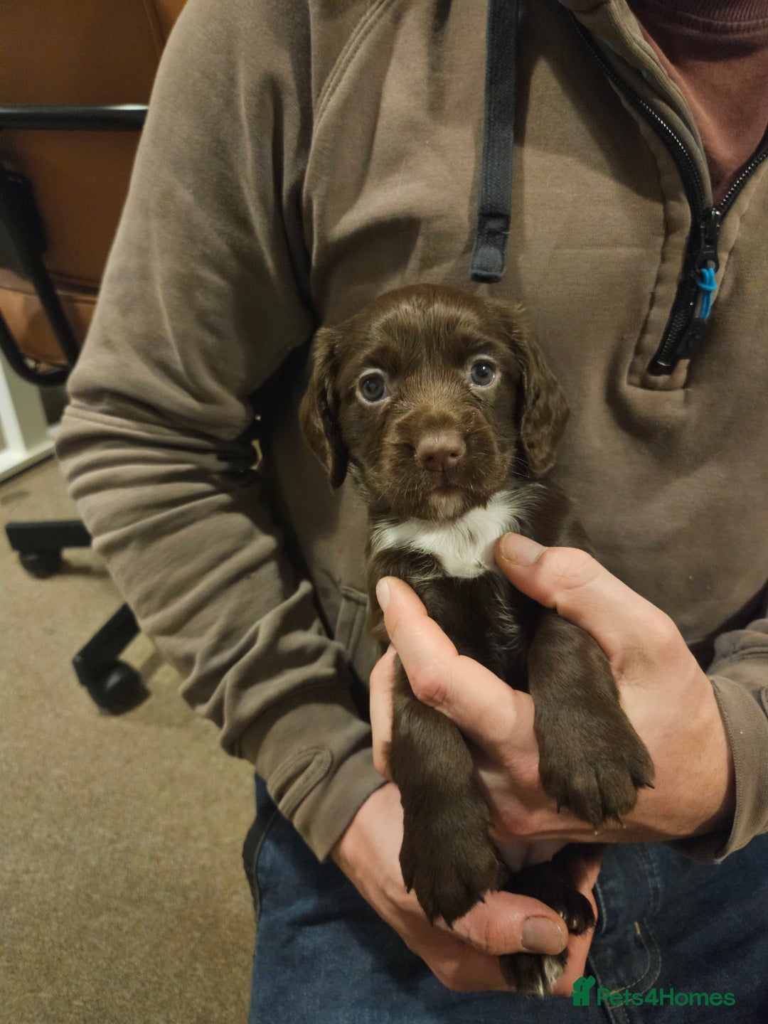 Cocker Spaniel dogs for sale: KC Working Cocker Spaniel Puppies - Advert 19