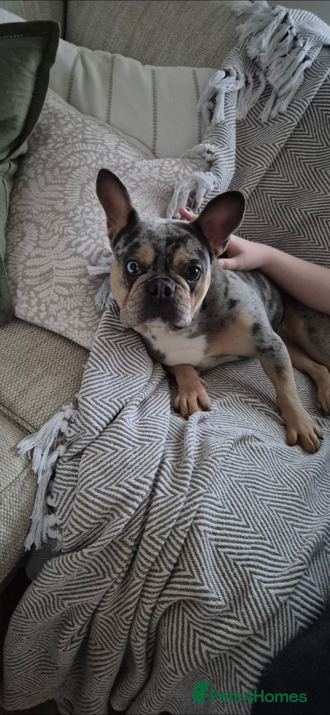 French Bulldog dogs French bulldog  - Advert 1