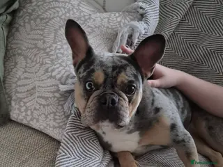 French Bulldog dogs French bulldog - Advert 1