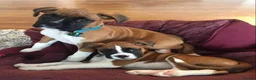 Boxer dogs for sale: Male Female Boxer Puppies in London - Advert 8