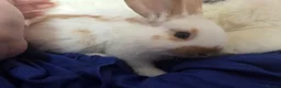 Continental Giant rabbits for sale: Beautiful giant rabbits  - Advert 3