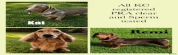 Miniature Dachshund dogs for stud: KC reg Isabella & Tan Stud! Free ovulation test - Advert 2