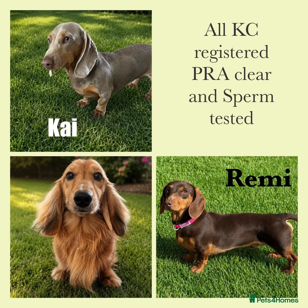 Miniature Dachshund dogs for stud: KC reg Isabella & Tan Stud! Free ovulation test - Advert 2