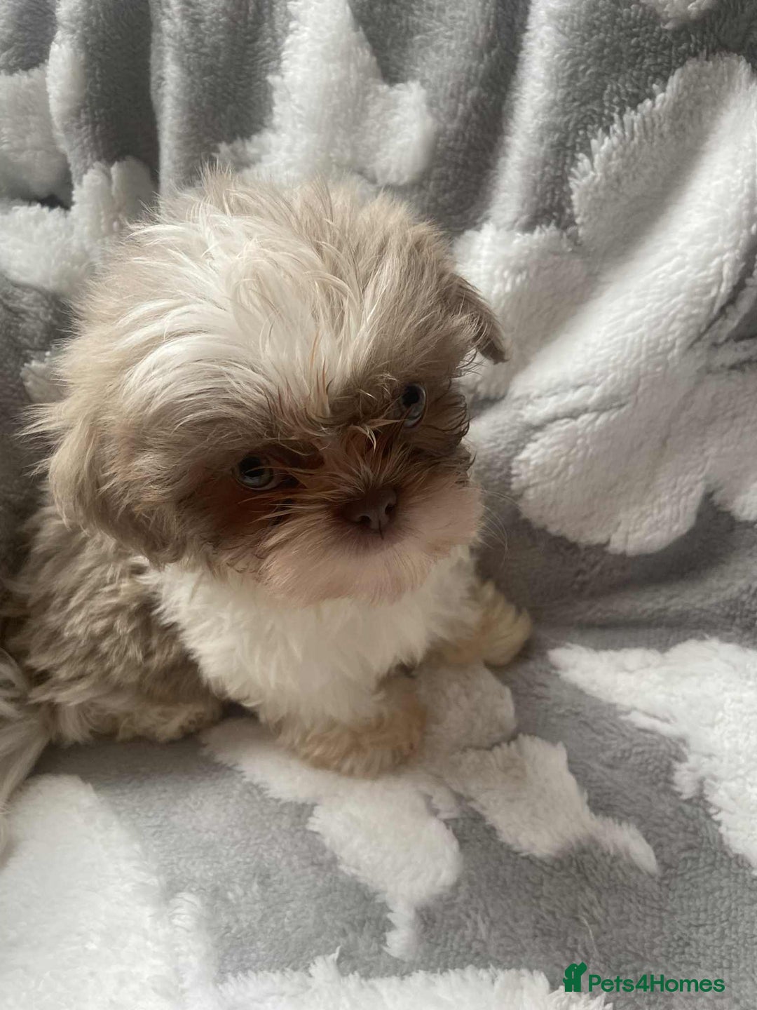 Shih Tzu dogs for sale: 2 lovely Shih Tzu boys for sale  - Image 4