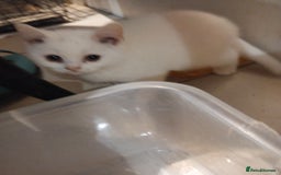 British Shorthair cats for sale: 4x British Shorthair vaccinated, microchipped. - Image 16
