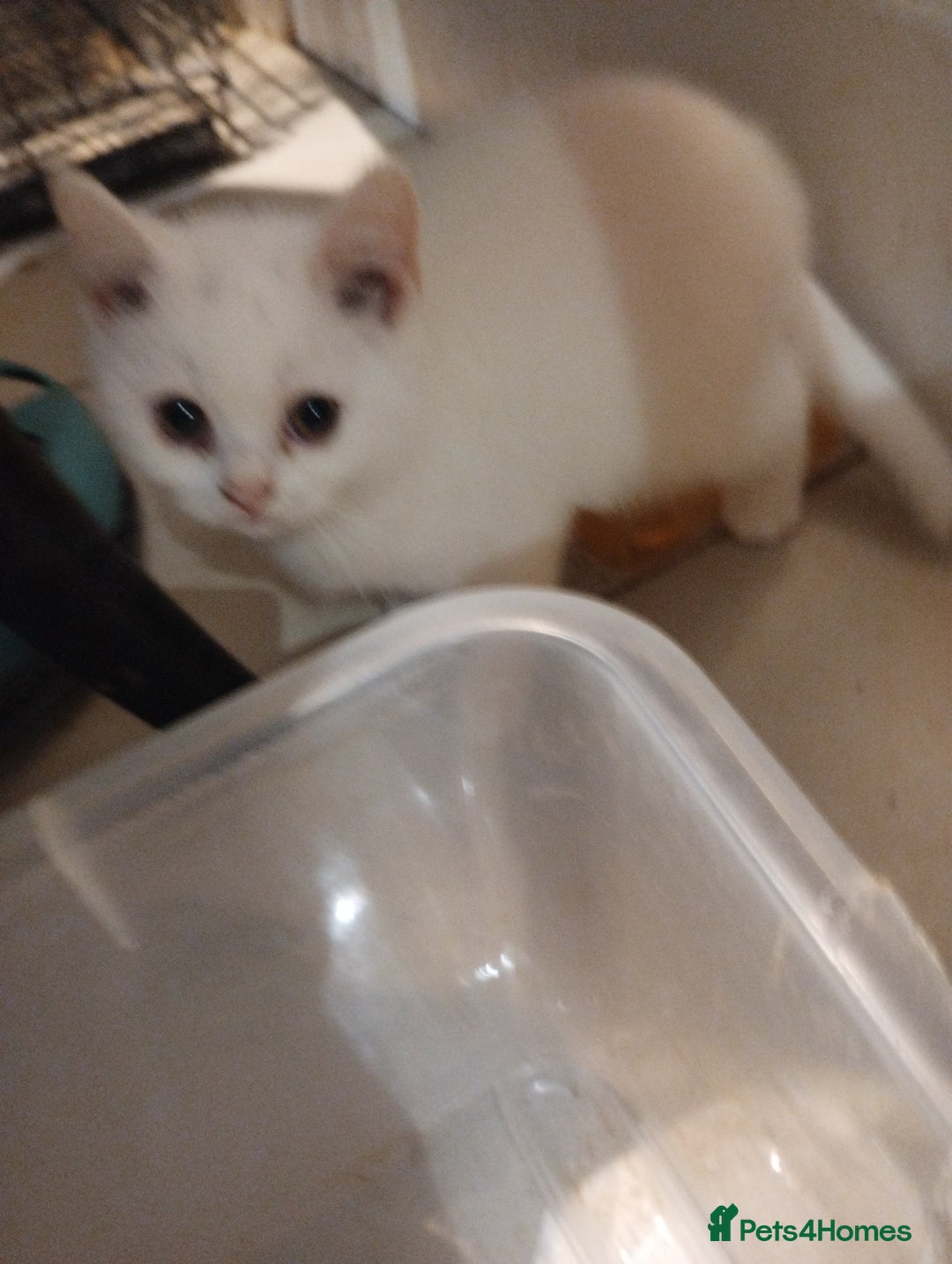British Shorthair cats for sale: 4x British Shorthair vaccinated, microchipped. - Image 16