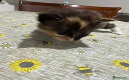 Ragdoll cats for sale: Ragdoll vs tuxedo mix breed 7 kitten for sale  in Hayes - Image 32