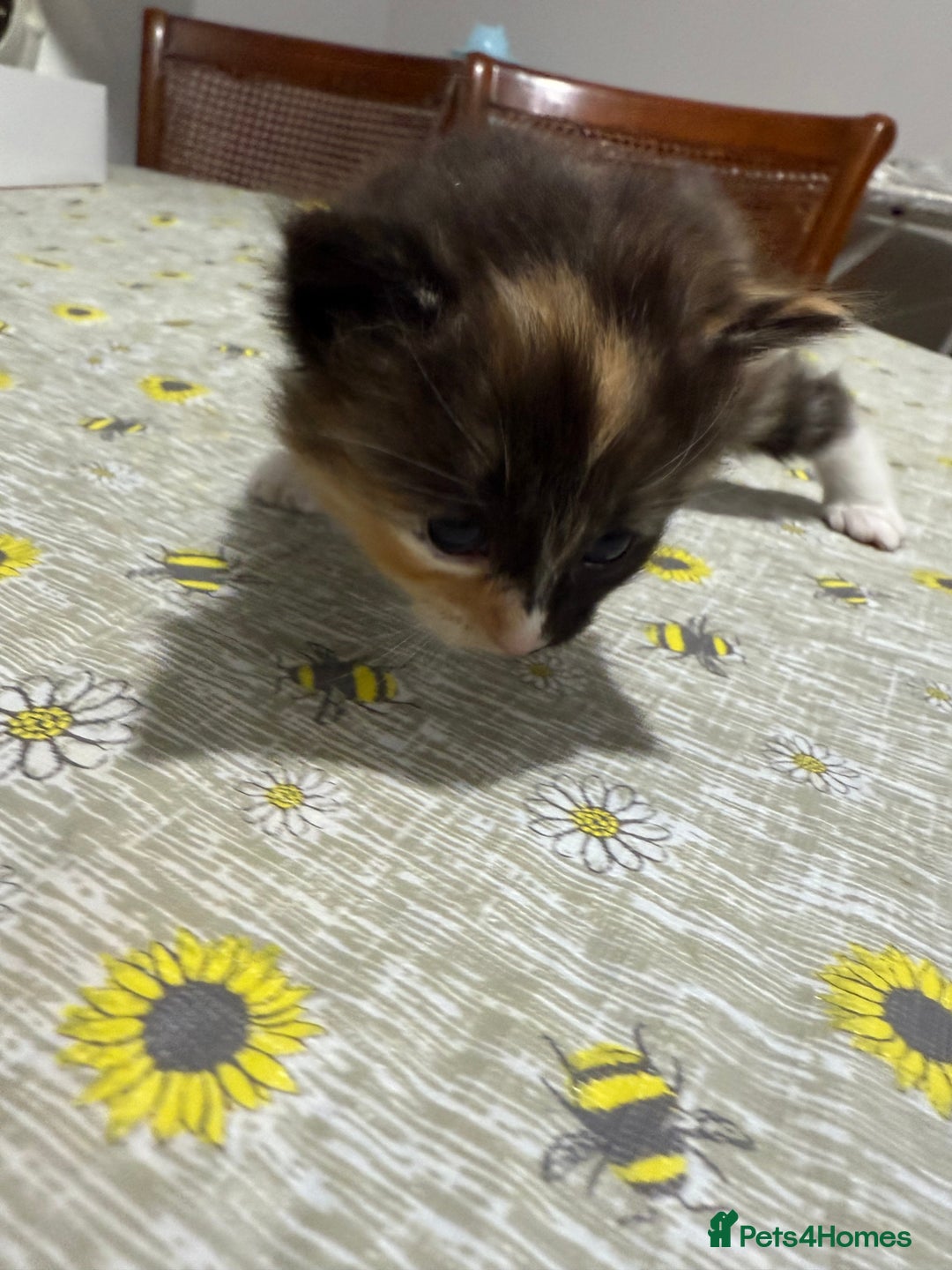 Ragdoll cats for sale: Ragdoll vs tuxedo mix breed 7 kitten for sale  in Hayes - Image 32