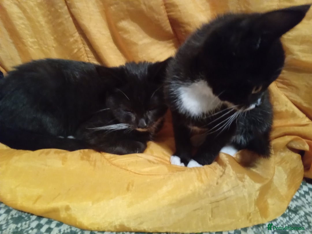 Mixed Breed cats for sale: Persian mix kittens and  father - Advert 4