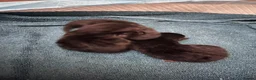 Domestic Shorthair cats for sale: 3 black kittens for sale  in Greenhithe - Advert 5