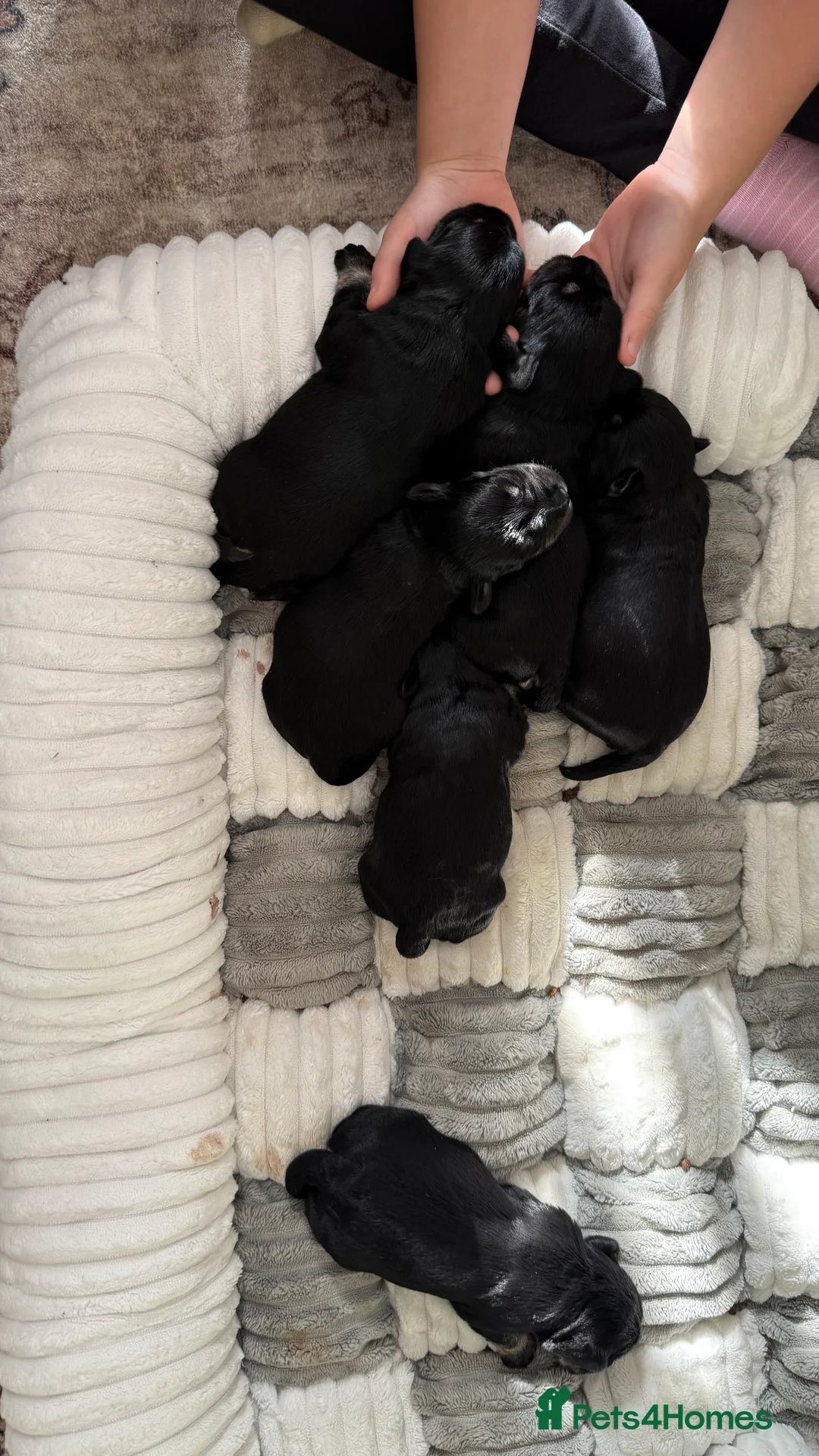 Miniature Schnauzer dogs for sale: KC MAC clear, BVA eye test on all the puppys - Advert 2