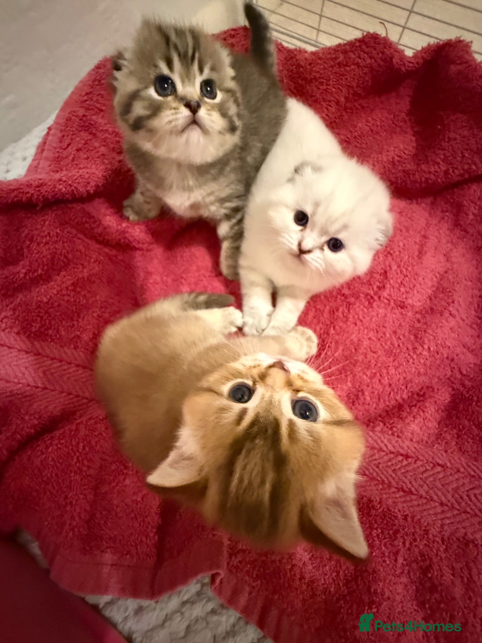 Scottish Fold cats 3 Adorable female kittens 🩷🩷🩷 - Advert 1