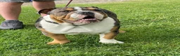 English Bulldog dogs for stud: BRUNO tri merl English bulldog ready for stud 🦍🦍 - Advert 13