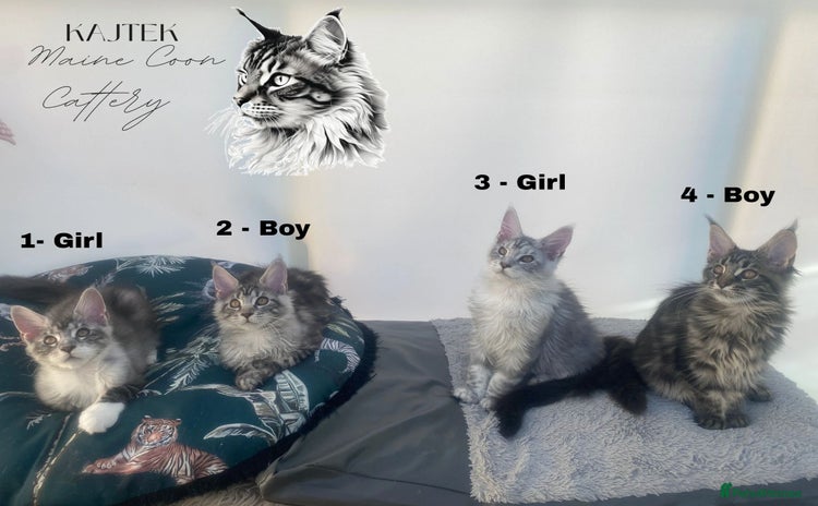 Maine Coon cats - Advert 15