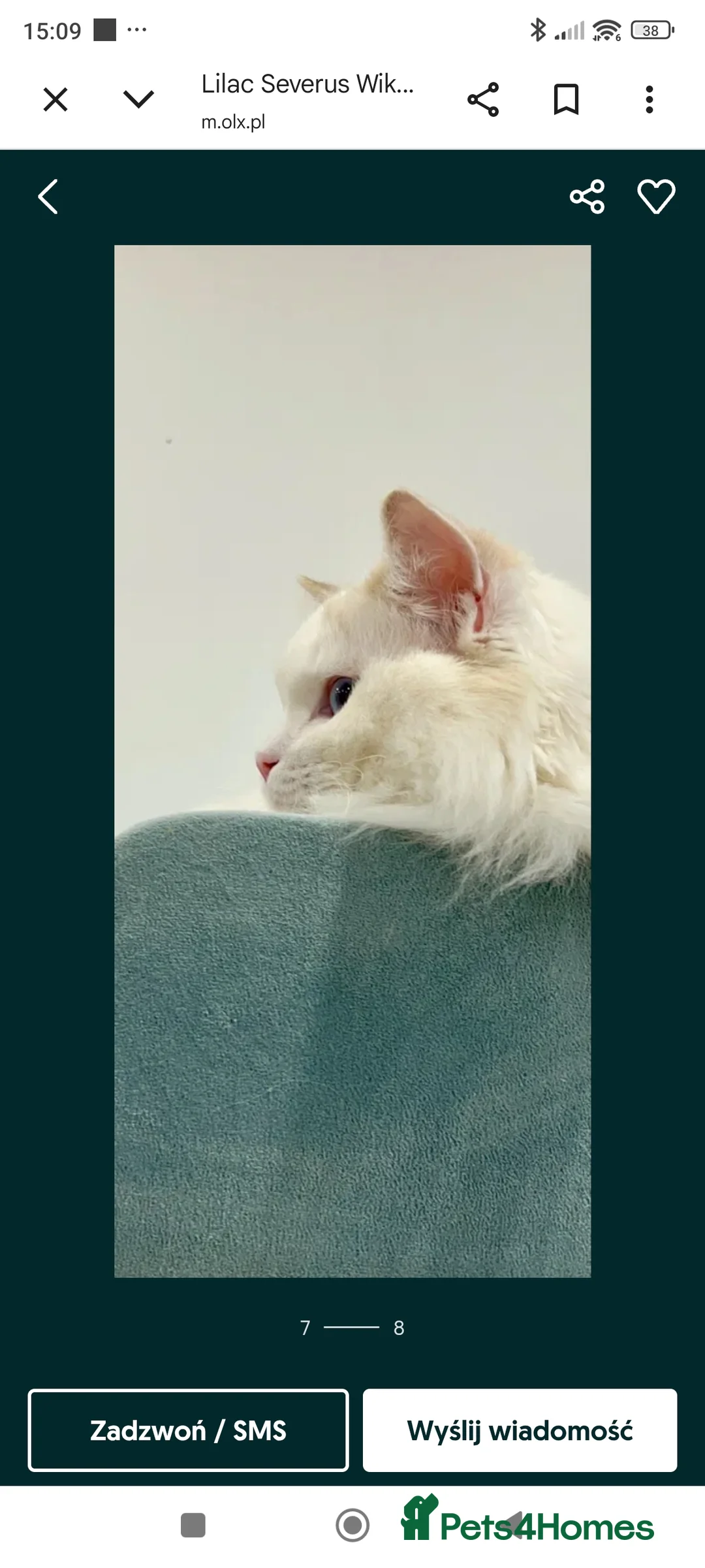 Ragdoll cats for sale: Lilac active ragdoll male - Advert 7