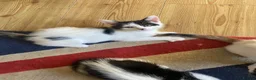 Mixed Breed cats for sale: BEAUTIFUL KITTENS READY FOR THEIR FOREVER HOMES 🐾 - Advert 11